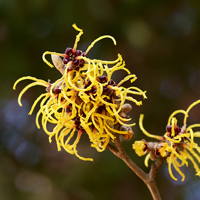 Myths Facts About Witch Hazel Toners Picture4 377x377 1