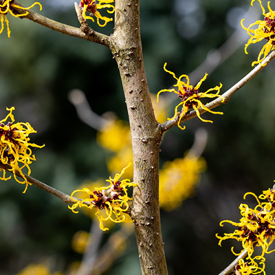 Why We Love Witch Hazel Picture2 143x143 1