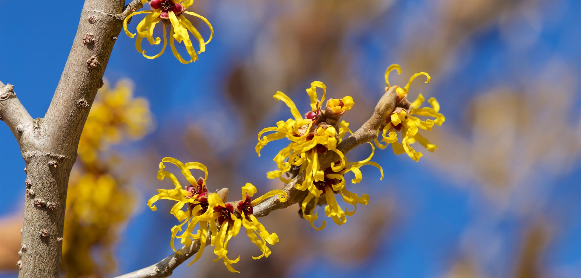 TND DEC Blog 2 4 Summer Skin Survival: How Witch Hazel Keeps You Cool, Calm and Clear TND DEC Blog 2 4