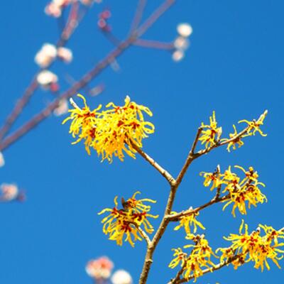 TND DEC Blog 2 6 Summer Skin Survival: How Witch Hazel Keeps You Cool, Calm and Clear TND DEC Blog 2 6
